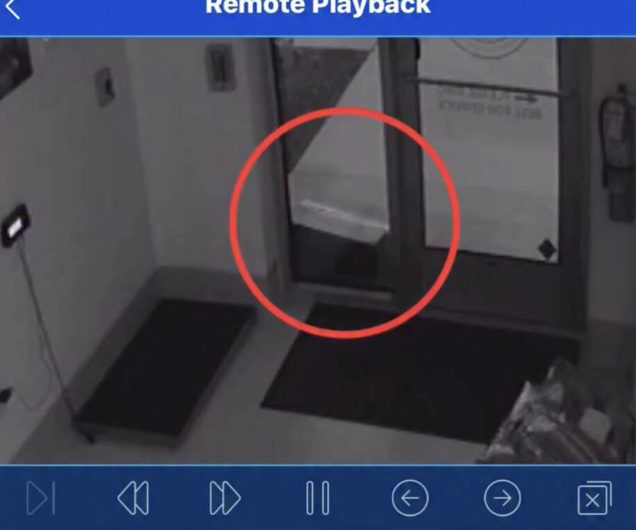 Shelter workers find box full of babies on doorstep — then check the cameras