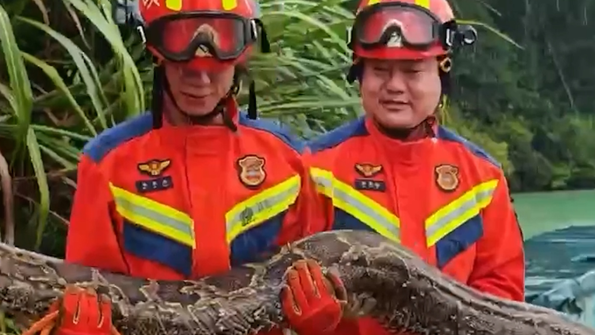 Firefighters capture giant python after it raids chicken coop