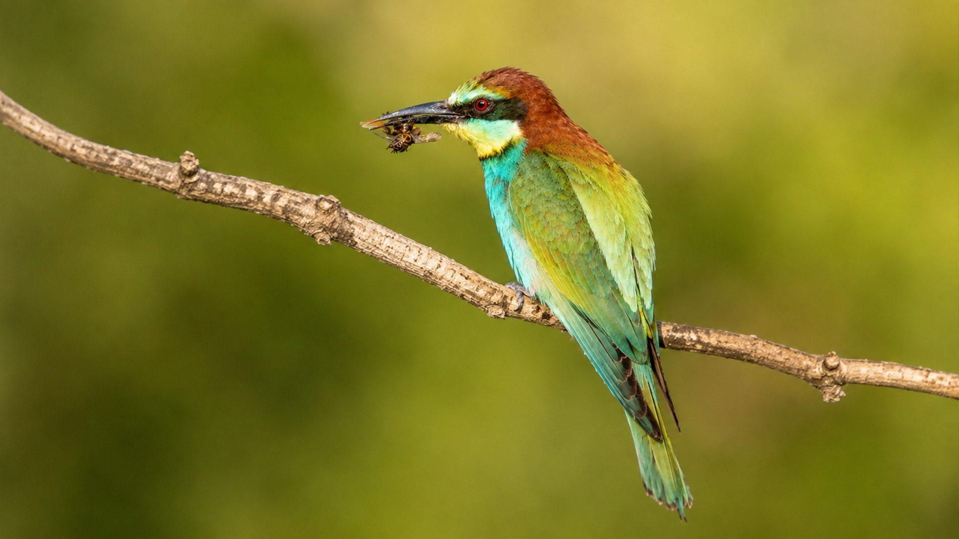 Hidden camera captures a European bee-eater carrying an insect
