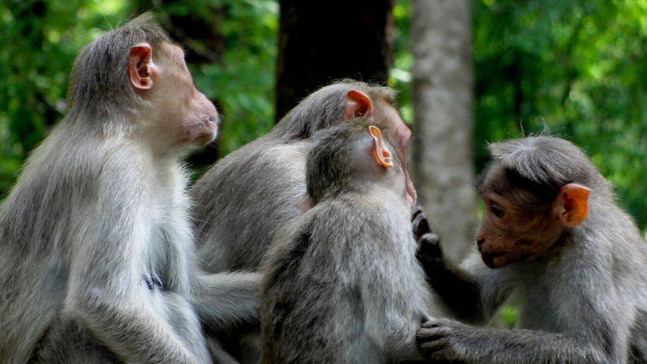 The surprising social lives of monkeys: Study discovers that primates ...