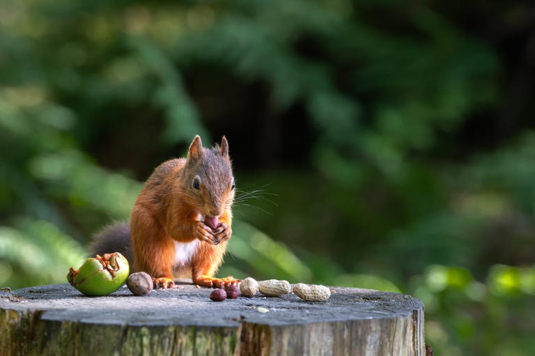 Why squirrels keep digging up your flower pots — and how to stop them