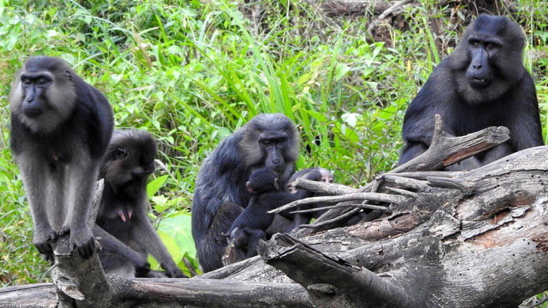 The surprising social lives of monkeys: Study discovers that primates ...