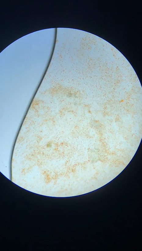 Exploring the hidden world seen through a microscope