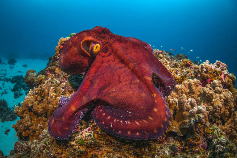 The surprising animals zookeepers love most