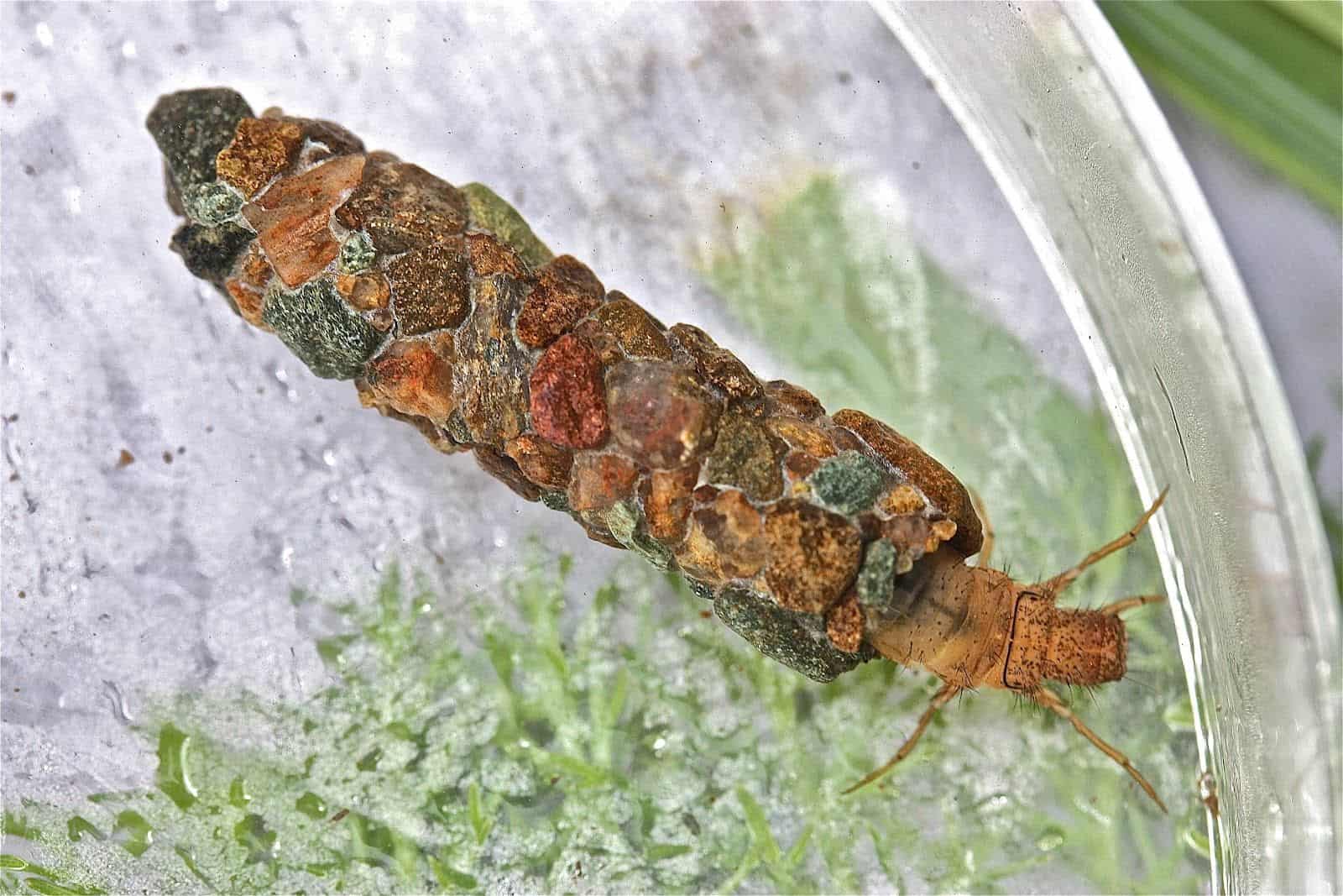 This larva builds stone armor with silk that cures underwater