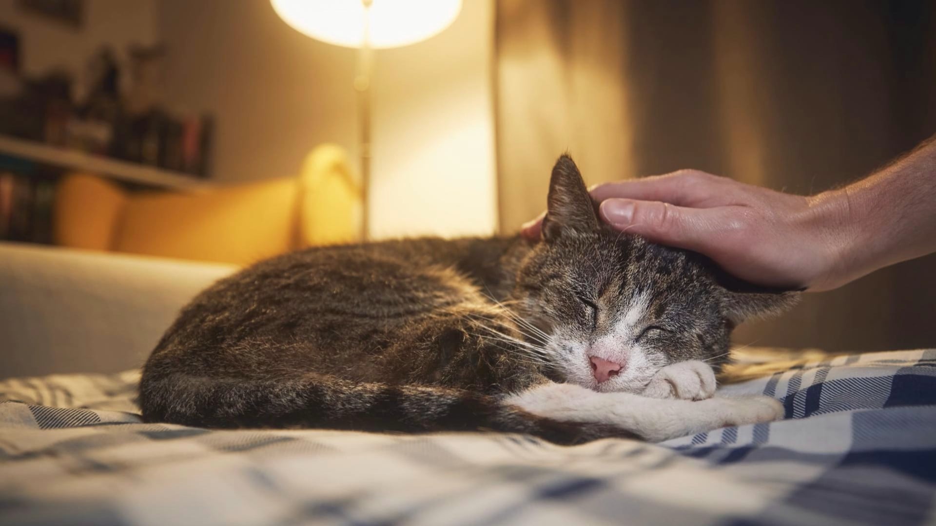 ペットと一緒に寝ると睡眠の質が低下する?原因と対策とは