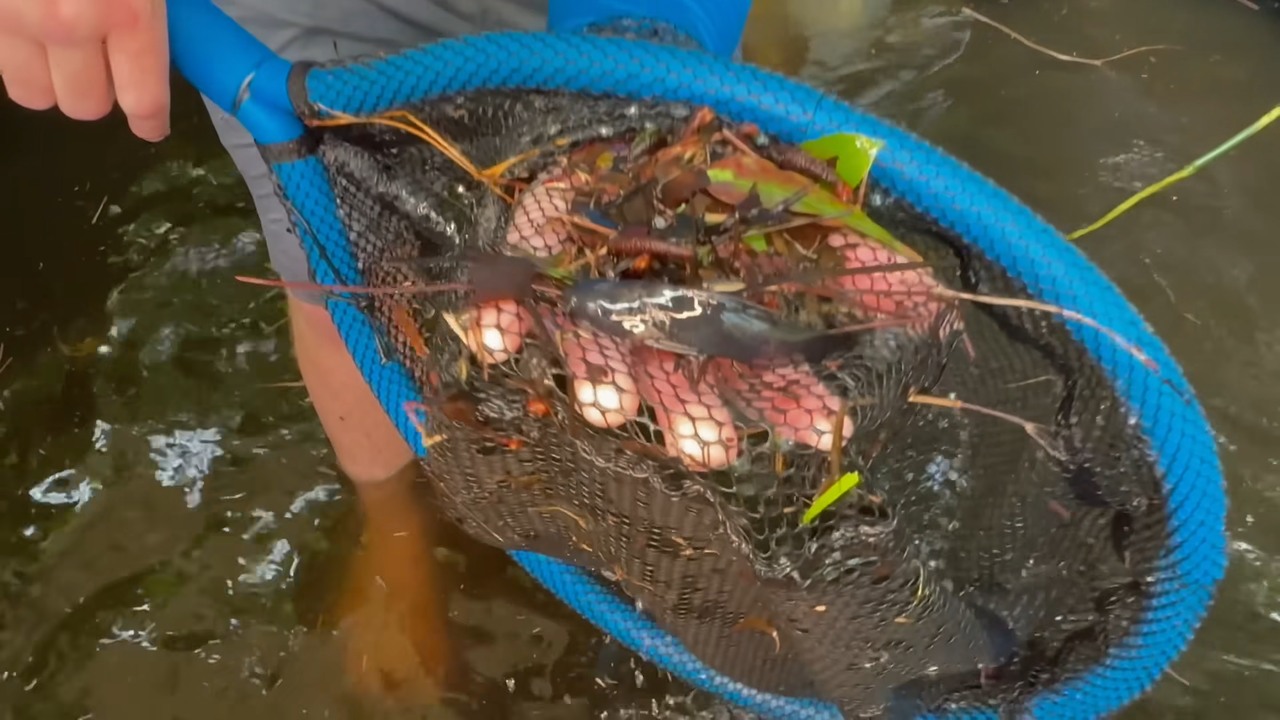 They pulled an alien-looking creature from the drained pond... 'It has ...