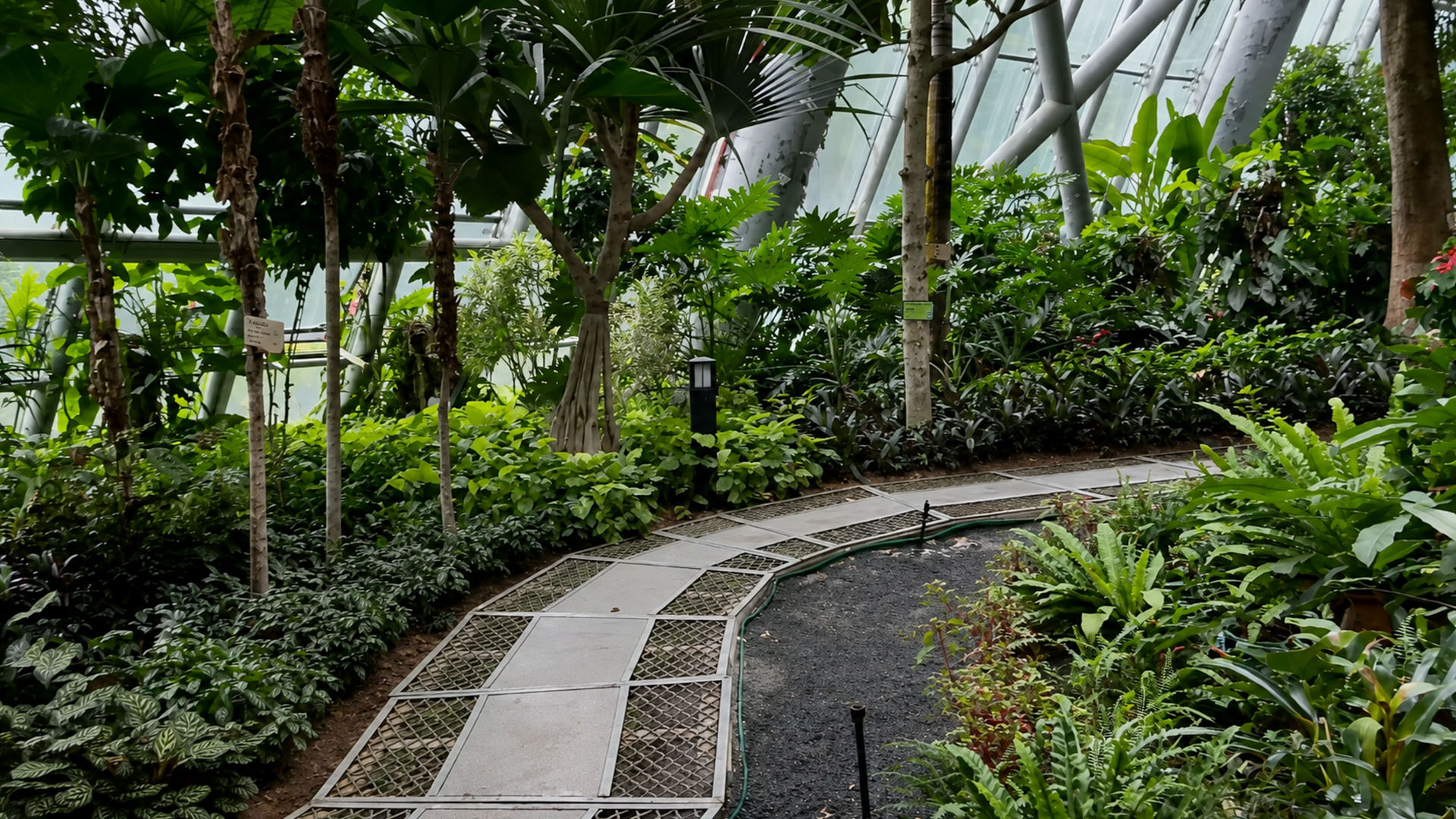 Un jardín tropical florece bajo el gran invernadero de vidrio de China