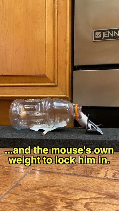 DIY mouse trap works!