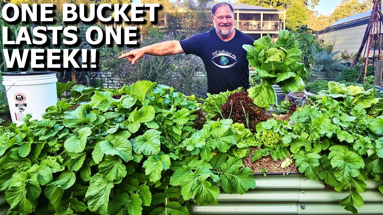 Ancient Olla Watering System: Save Water & Grow Bigger Veggies! | Mark ...