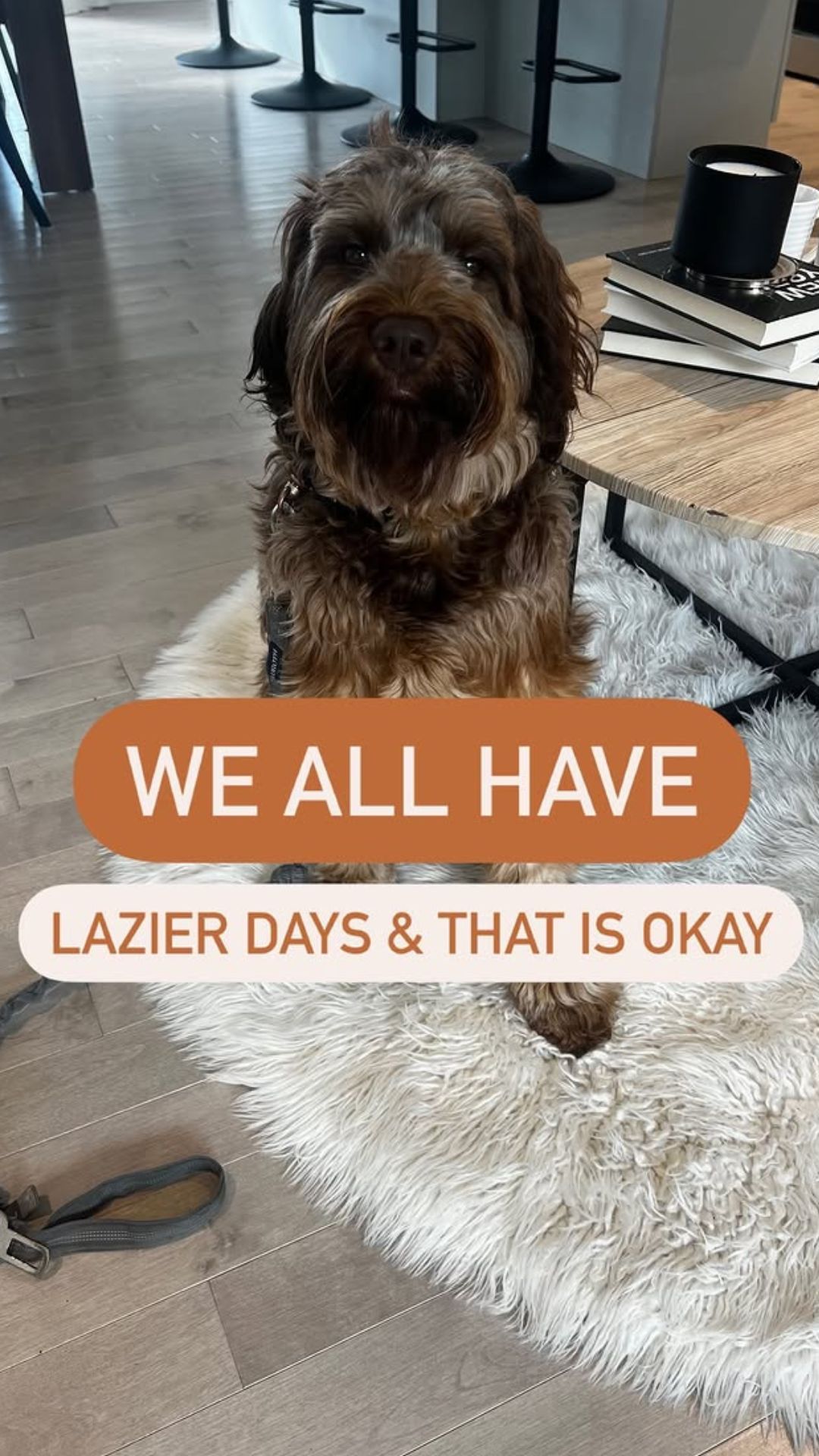 Simple mental stimulation games every dog owner can try