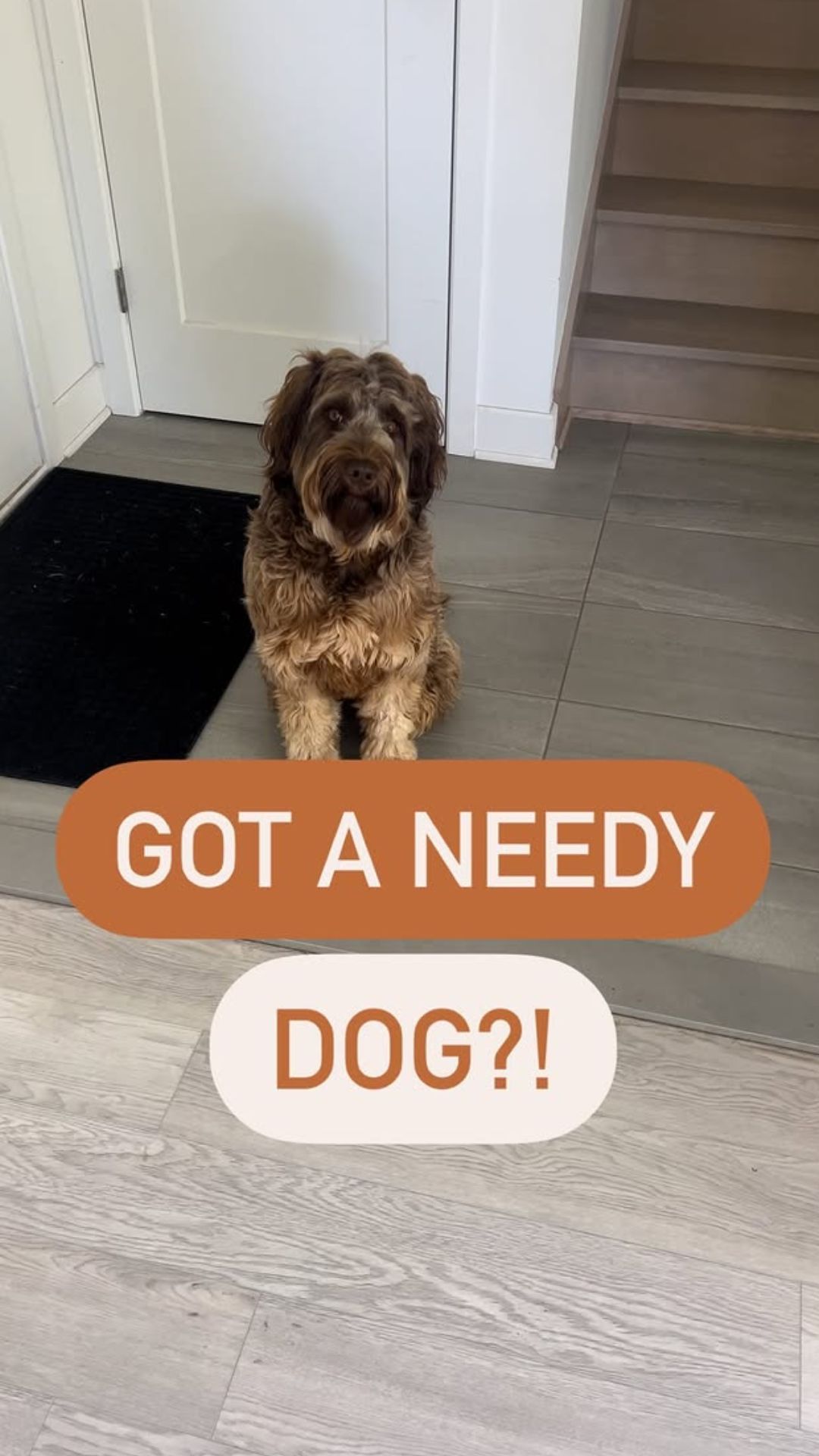 Helping a clingy dog build confidence with simple habits