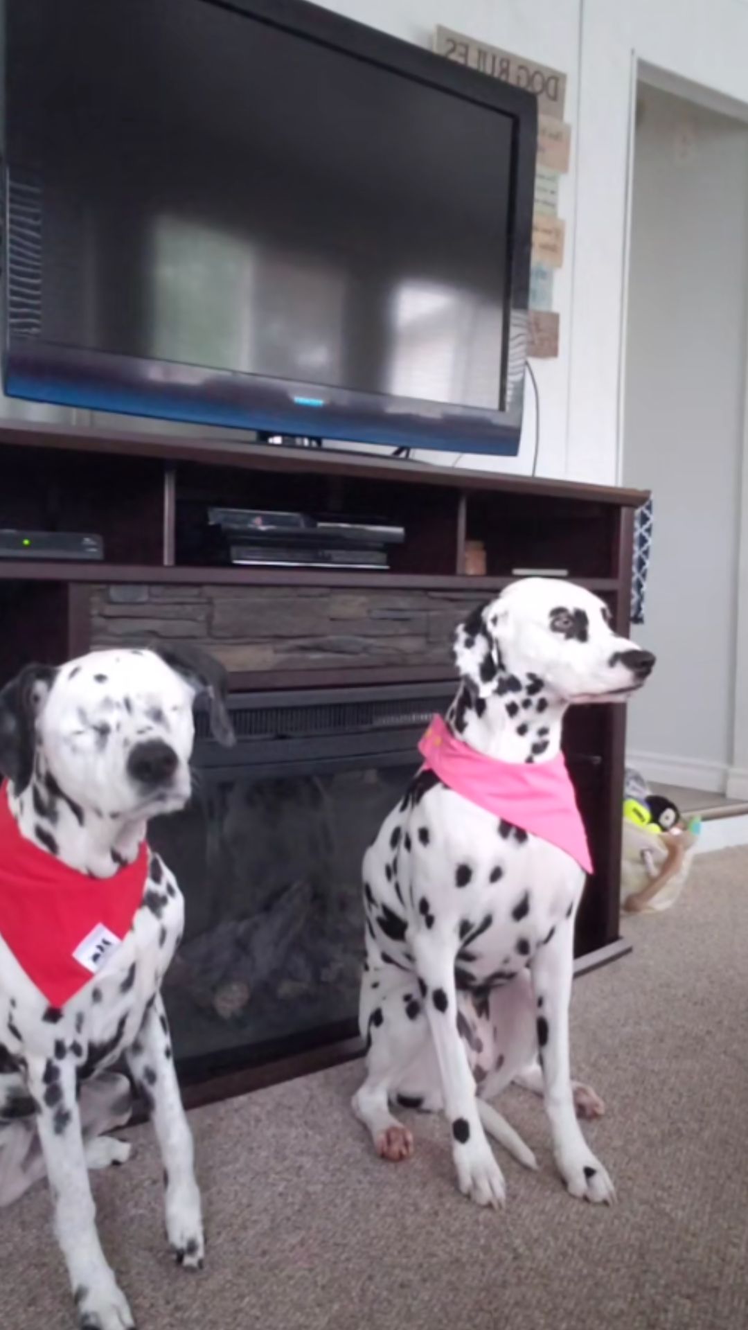Two dalmatian dogs share a sweet friendship moment