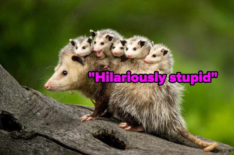 The surprising animals zookeepers love most
