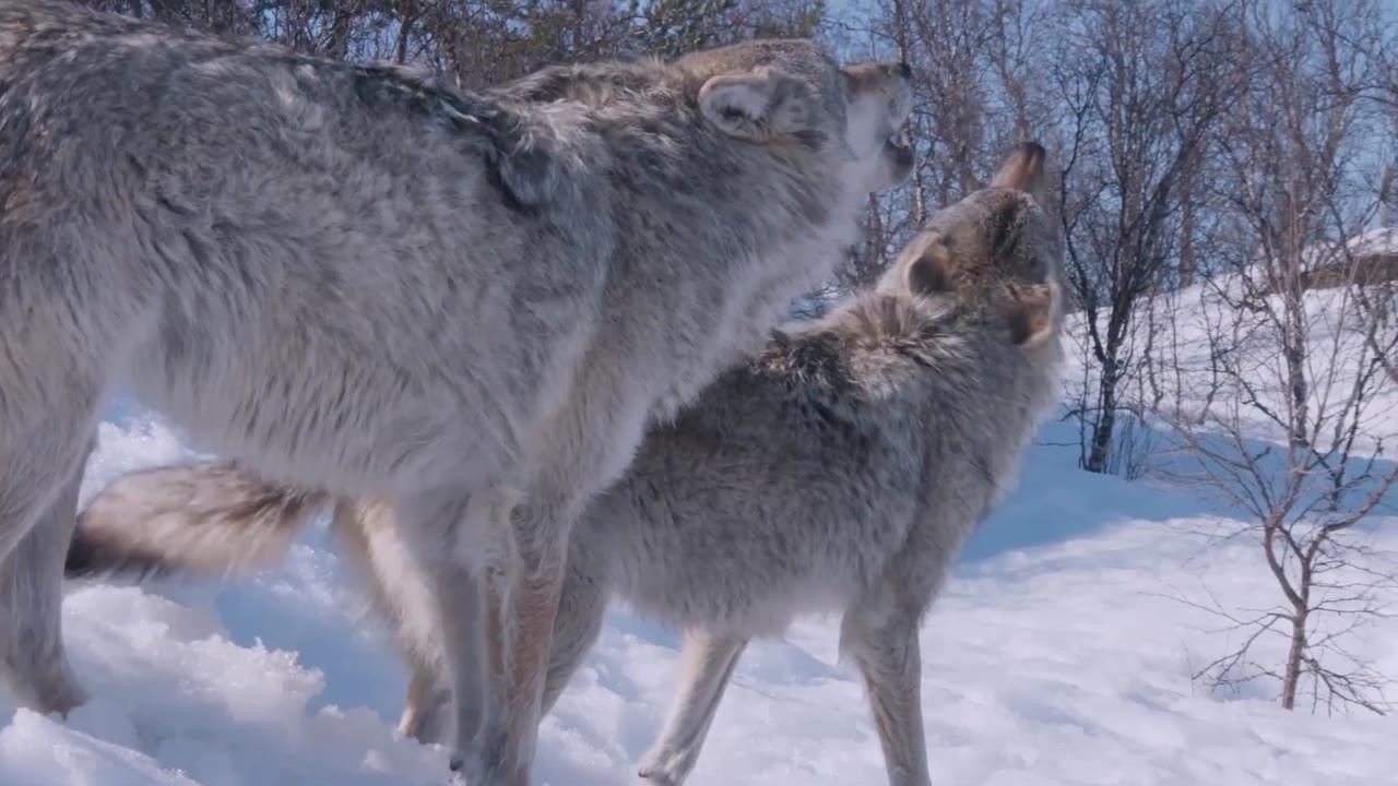 Winter struggles: Wolves vs bears
