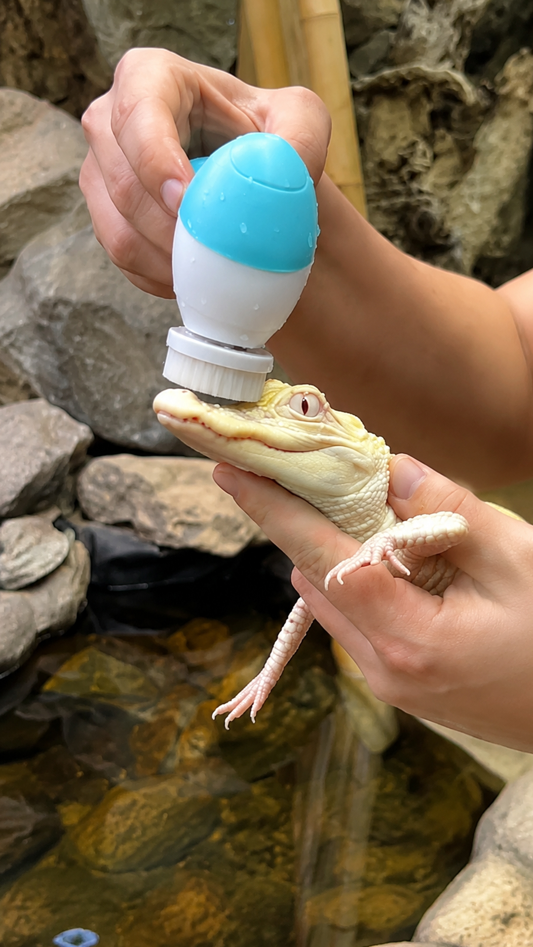 Baby albino alligator enjoys a gentle cleaning session with new scrubber