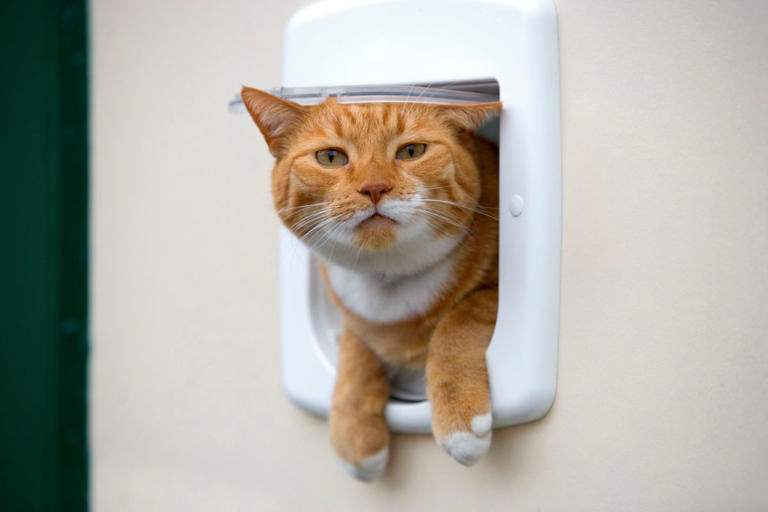 Is it cruel to keep cats indoors? Turns out our feline friends may ...