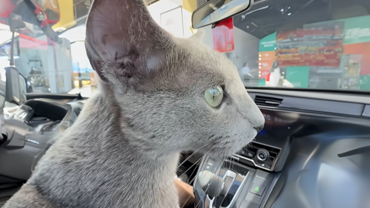 Cat experiences a car wash for the first time