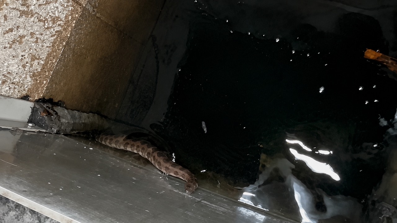 They thought the hidden tunnel was filled with rare fish until a giant ...