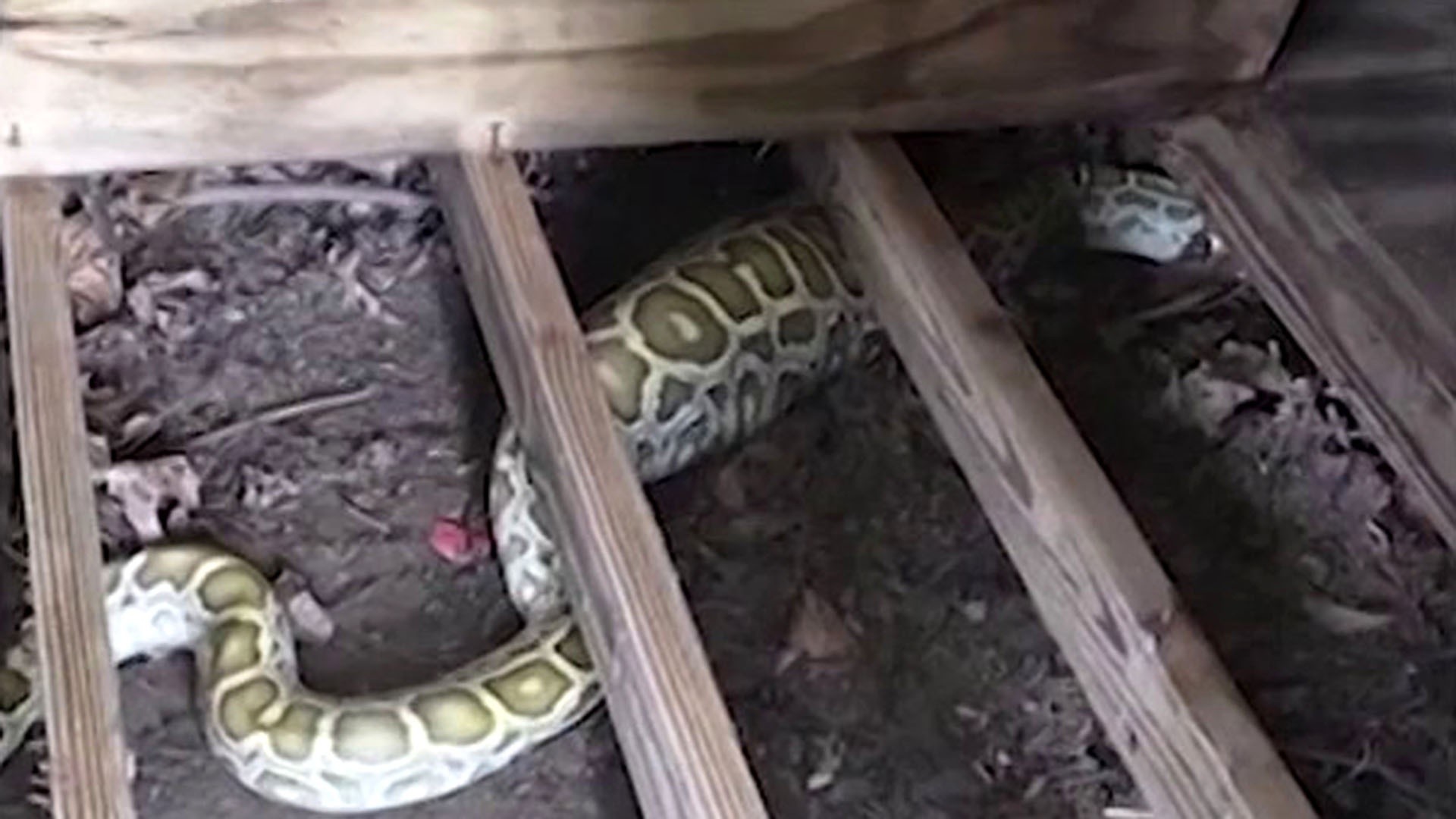 NJ family finds 8-foot python living under their backyard shed