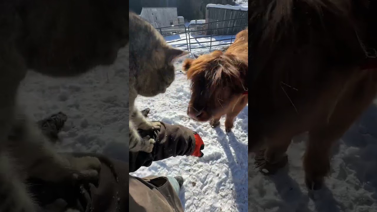 Train your cat to kiss a giant cow