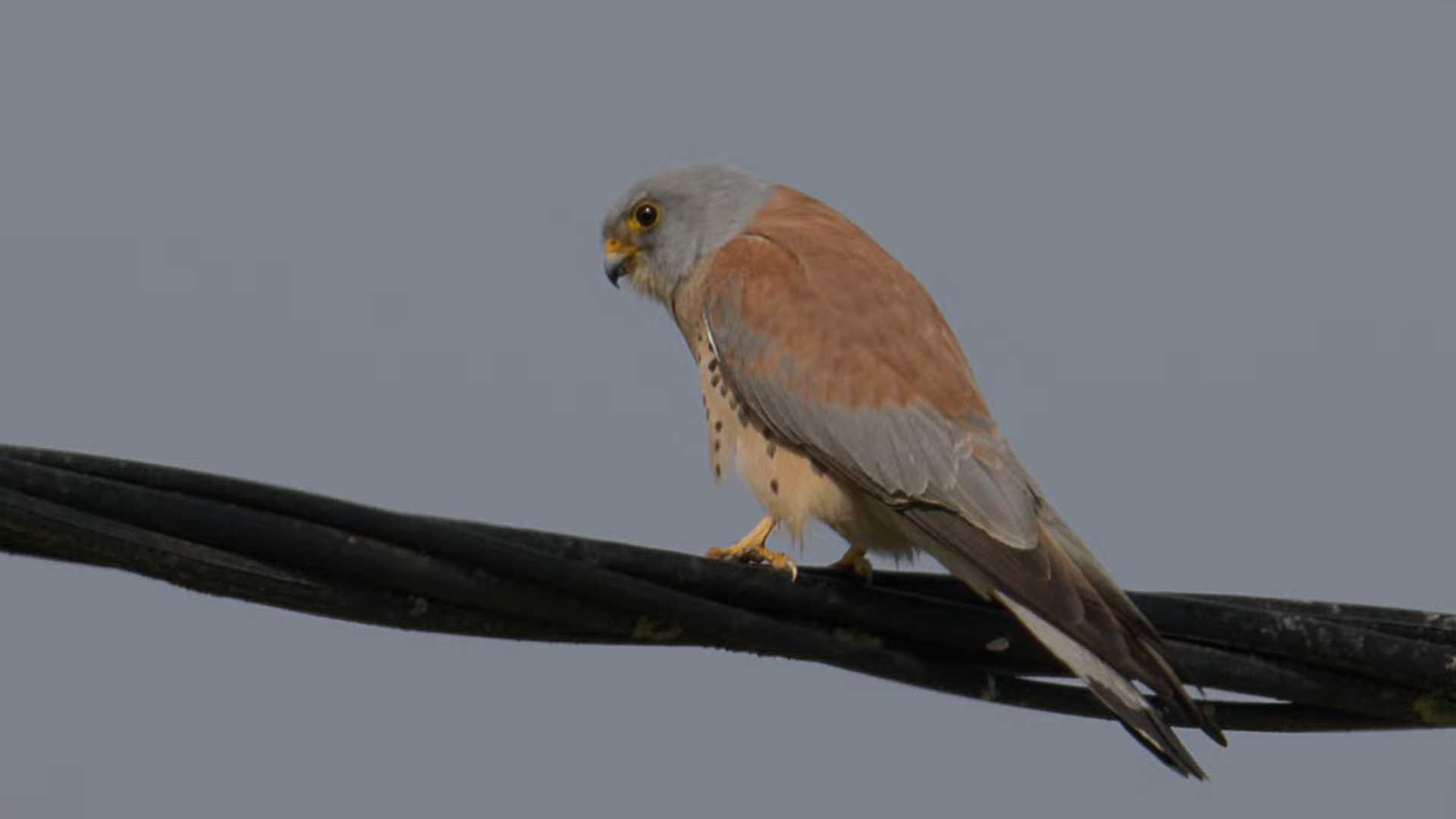 Stunning wildlife encounters inside a Greek bird colony