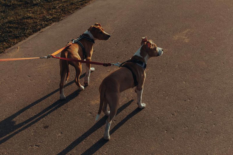 Many dogs pull because of routines owners accidentally repeat every day