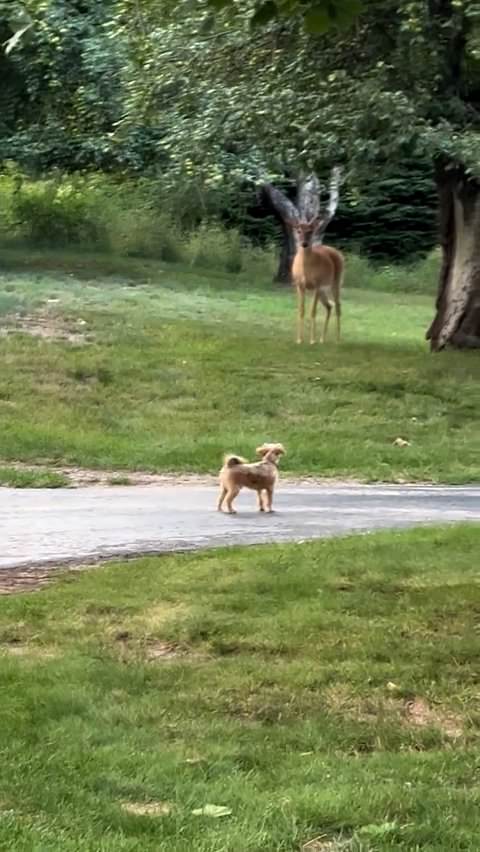 Dog and deer startle each other during unexpected encounter