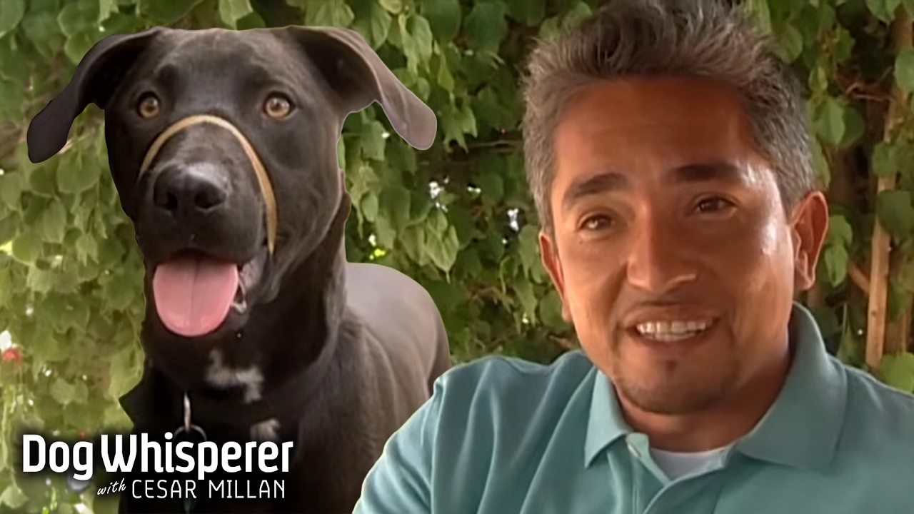 Cesar transforms an aggressive lab mix and restores owner confidence