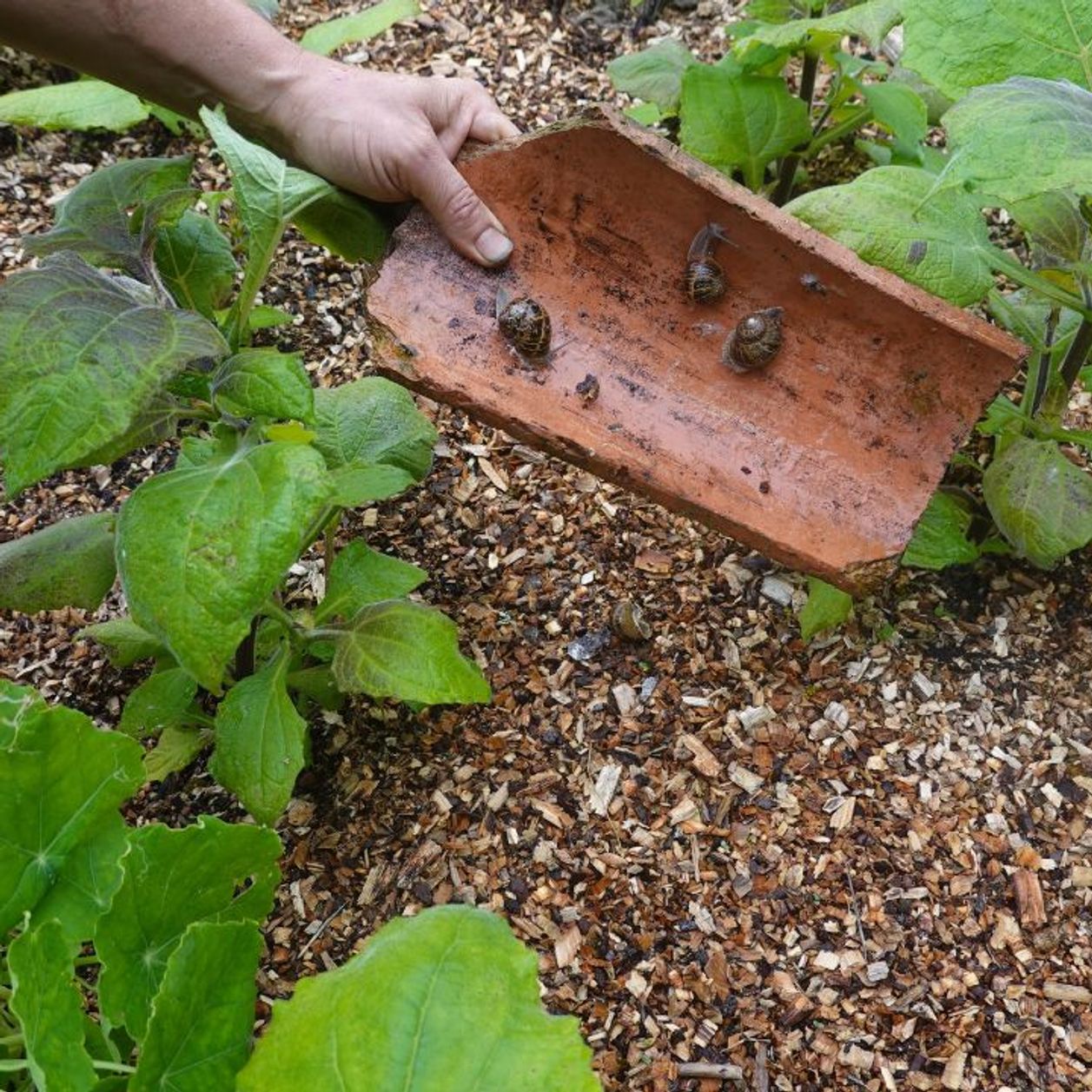 La technique des tuiles : cet objet de récup empêche vos courgettes de ...