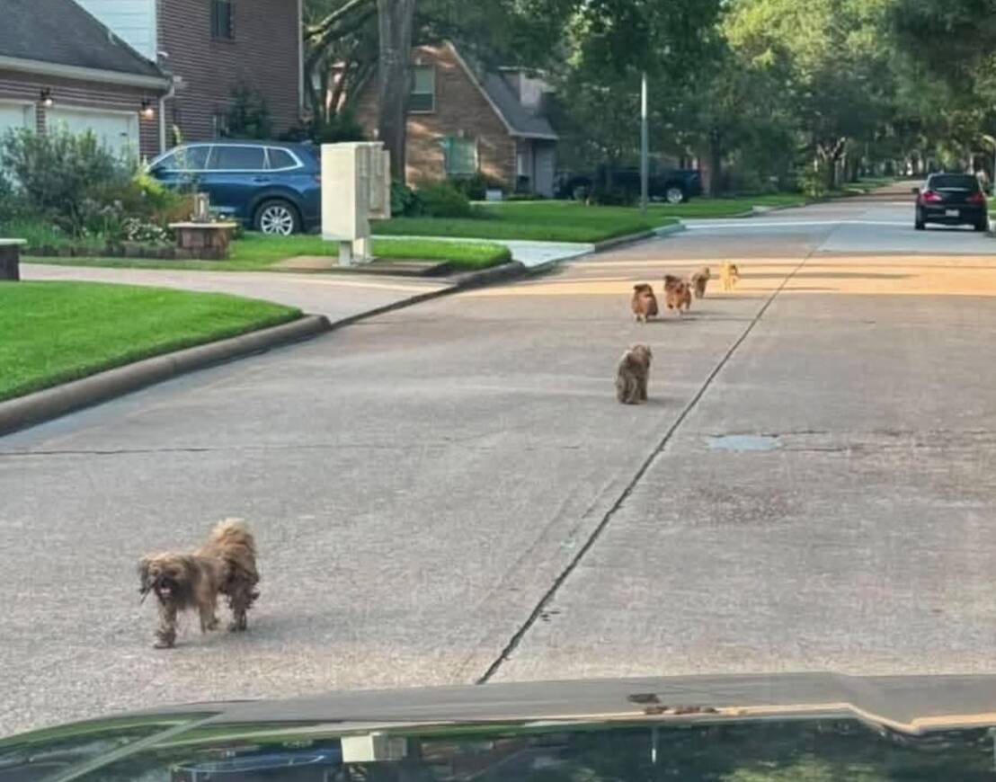 Women spot matted Shih Tzus running through Houston streets — then realize why