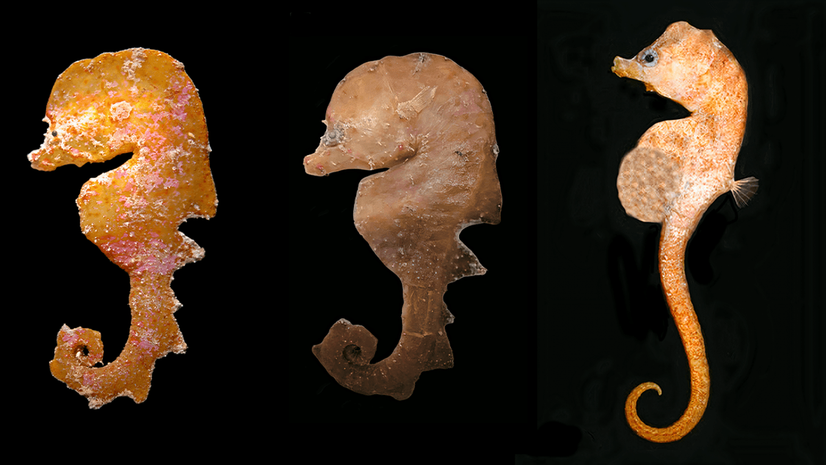 You can't unsee the Muppet Show – meet the sea muppets, mysterious new species that have never been seen alive