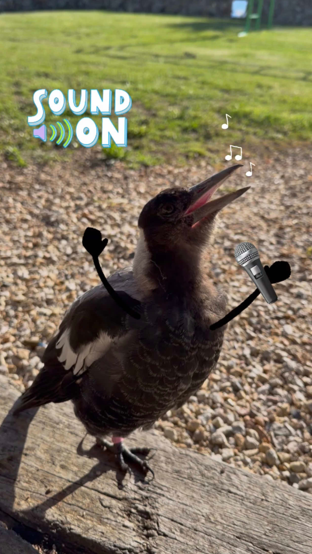 Magpie siblings rebuild their wild instincts