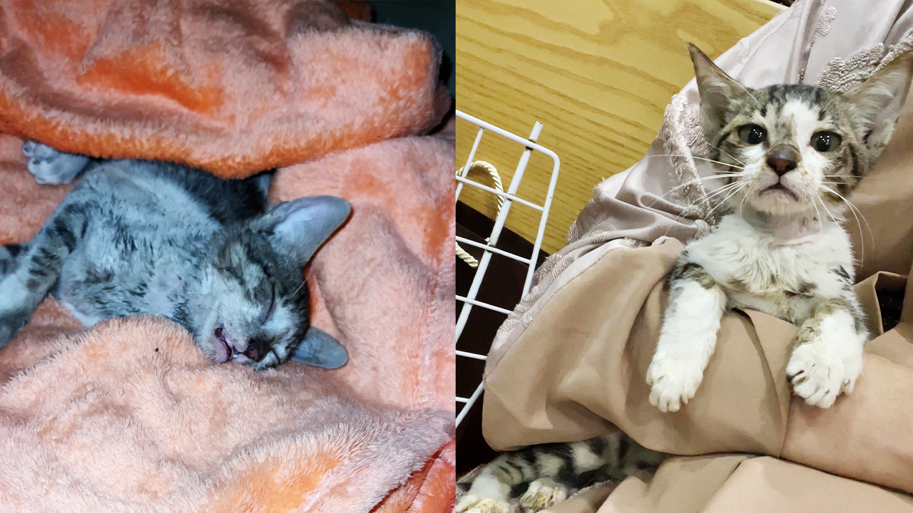 Heroic UAE girl rescues & takes care of skinny, blind kitten