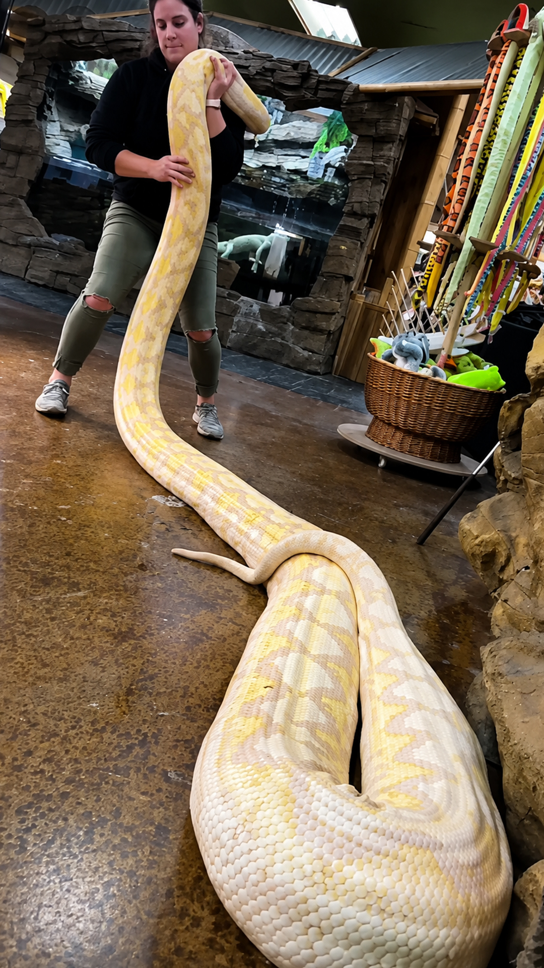 A powerful python turns reptile care into an active experience