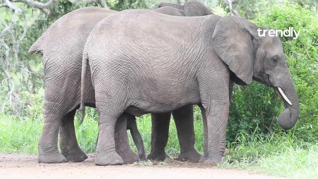 Heartwarming moment: Wild animals risk everything to protect their young