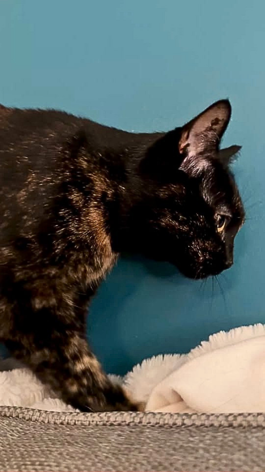 The cutest little ritual this cat does daily