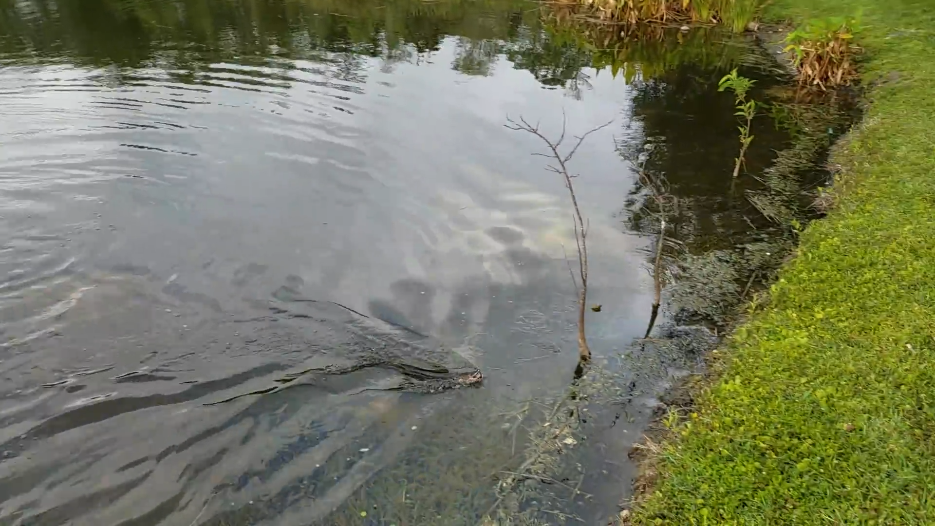 They saw a turtle that was in the corner then a snakehead swallowed it ...