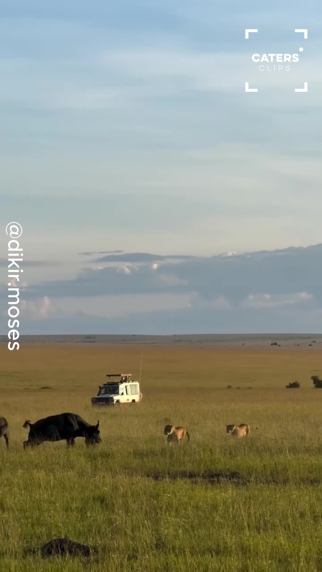 Dramatic showdown between buffaloes and a pride of lions