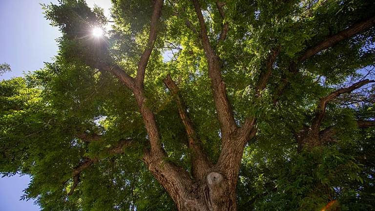 From the Hundred Horse Chestnut to the ancient olive tree: where to see ...