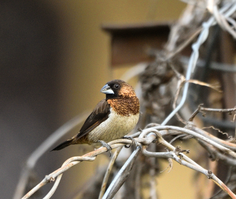 Science reveals birdsong shares hidden pattern with human language