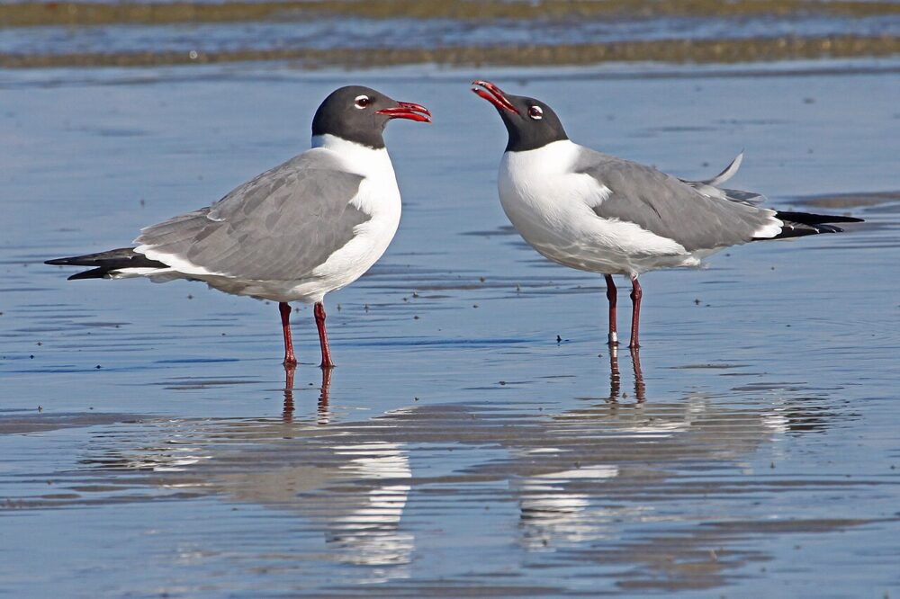 10 kid-friendly coastal trips for watching fall bird migration