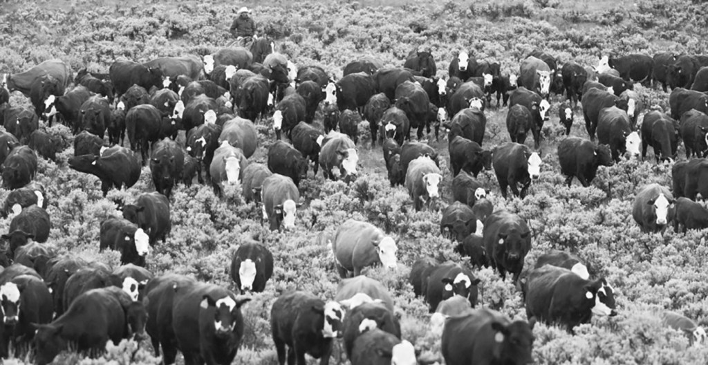 Forest Service's OK to graze cattle along grizzly-filled Union Pass sparks incoming lawsuit