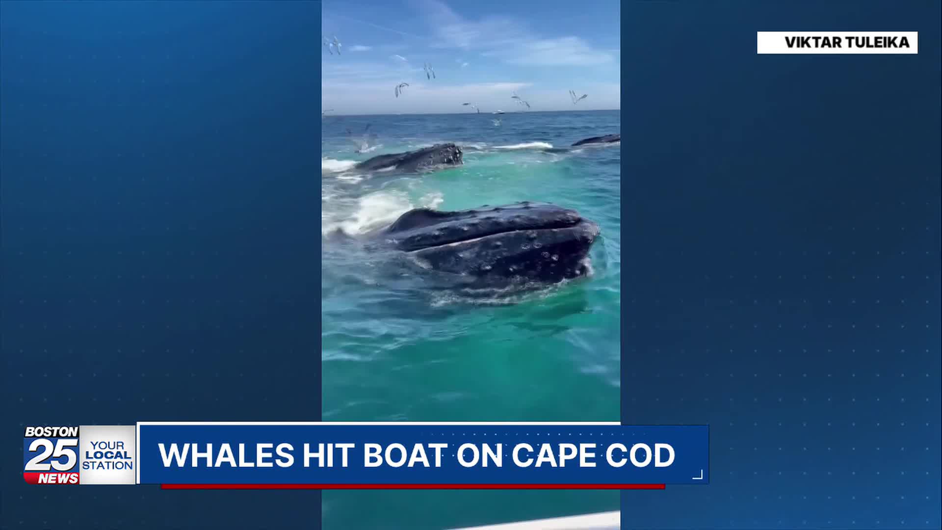 'Holy macaroni': Cape Cod fisherman captures incredible whale encounter