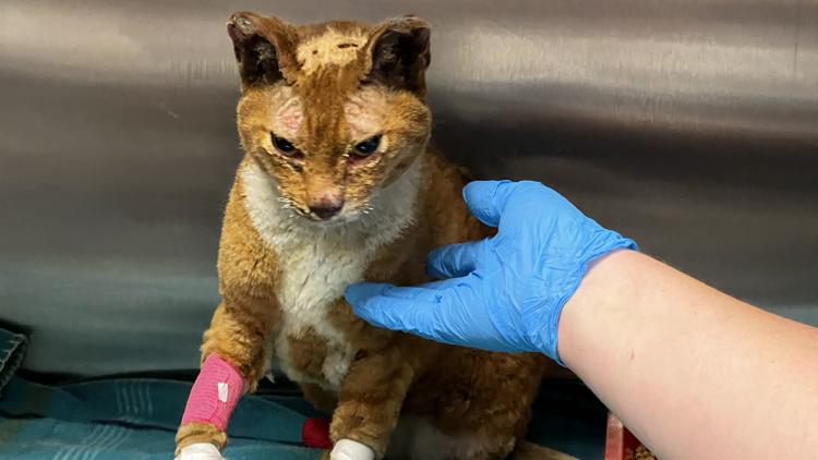 SCRAPS searching for owner of burned cat found on Nine Mile Road