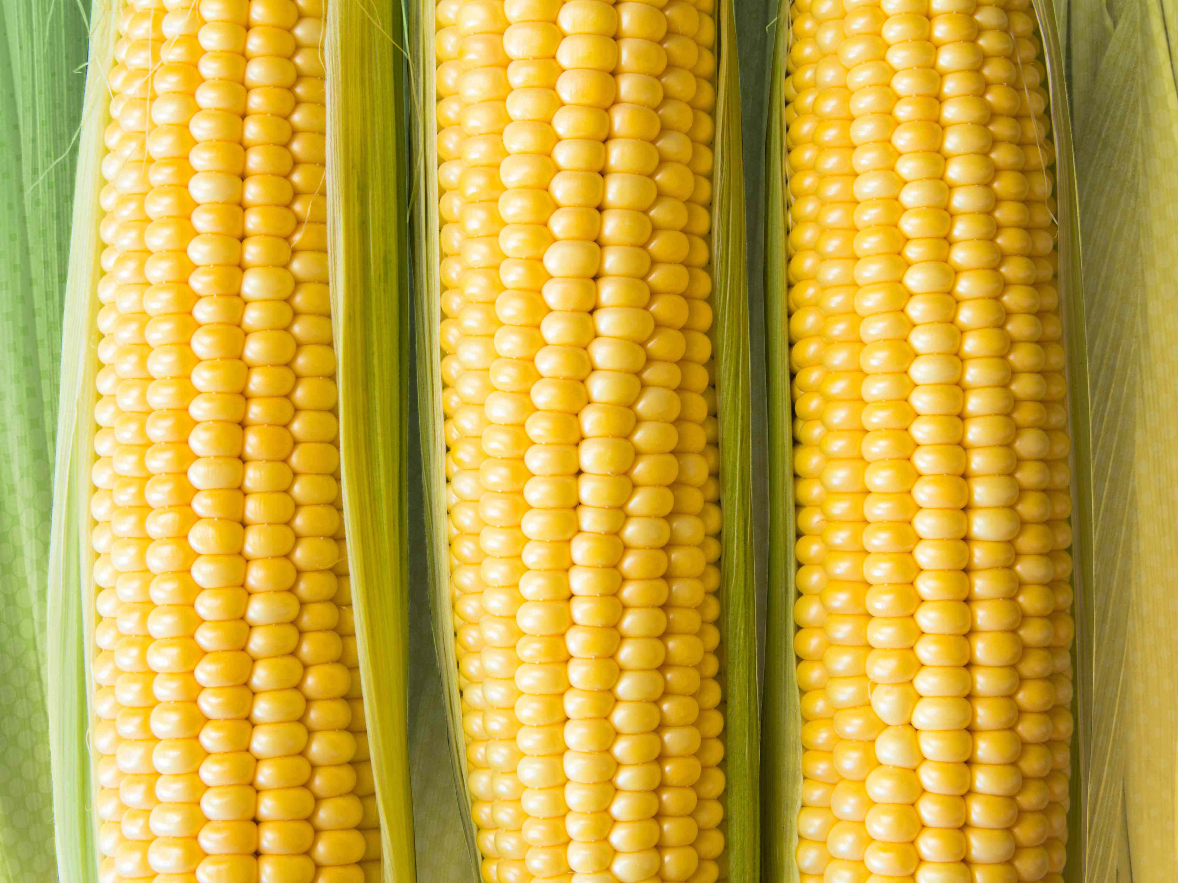 Stop storing corn this way—it goes bad faster