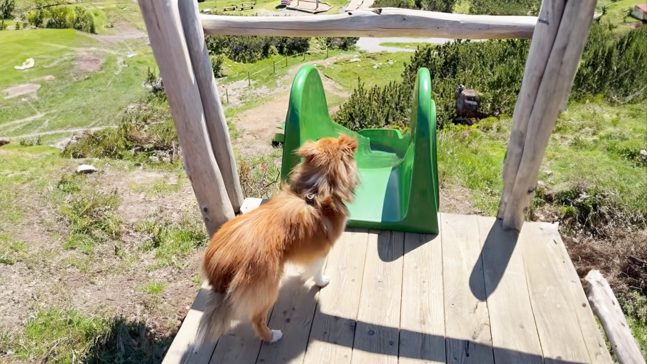 Sheltie bravely tries a giant slide