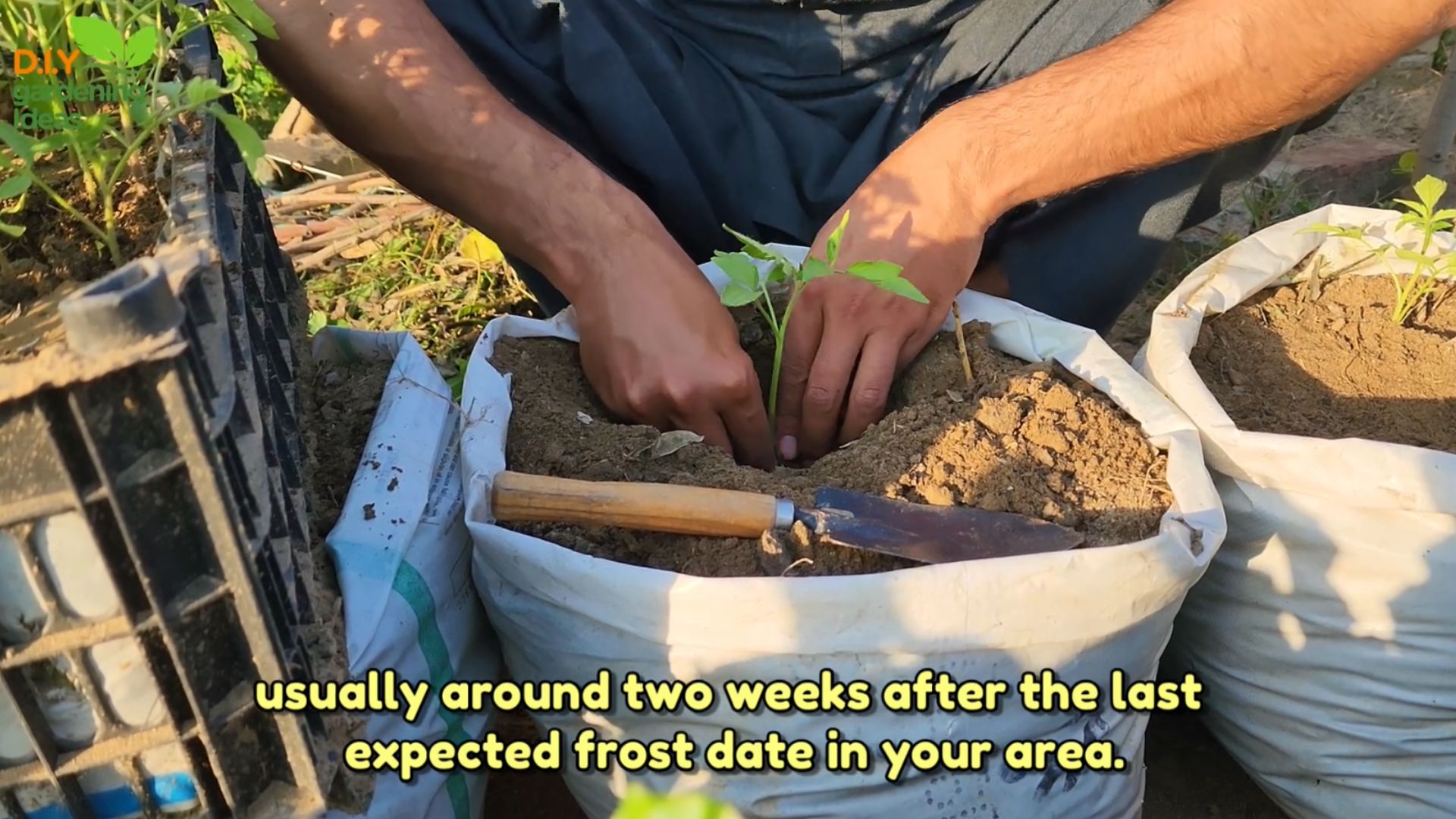 growing-tomatoes-in-containers-easy-tips-for-big-harvests