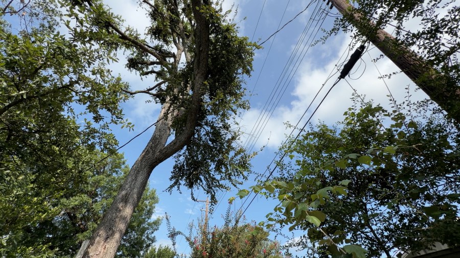Austin homeowner sues city over $8,800 tree-trimming fee, citing constitutional rights