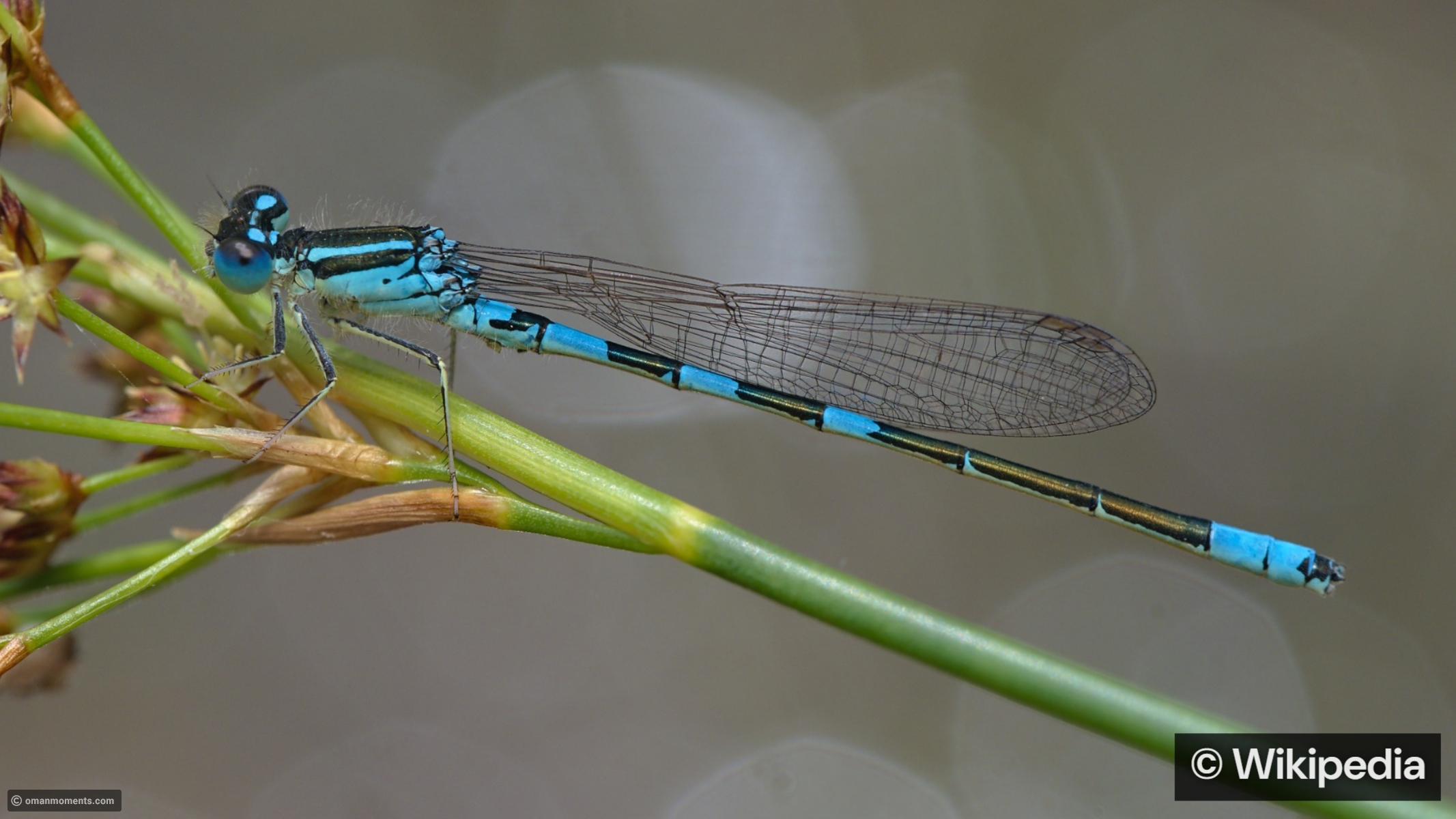 Scientists discover 3 times more insect species than previously estimated